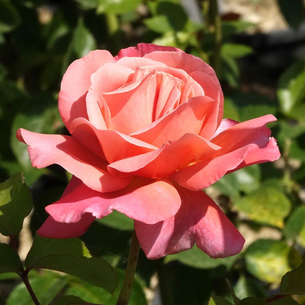 Rosier à grandes fleurs Mademoiselle Meilland