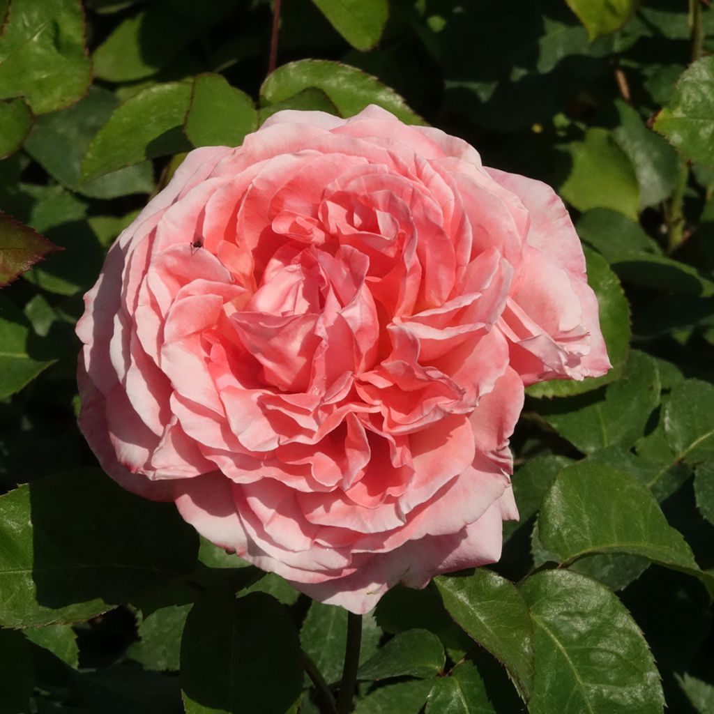 Rosier à grandes fleurs Mademoiselle Meilland