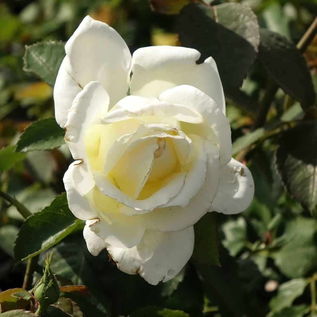 Rosier à grandes fleurs Memoire