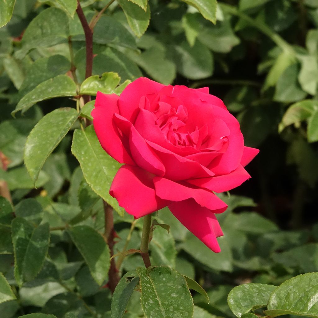 Rosier à grandes fleurs Velasquez