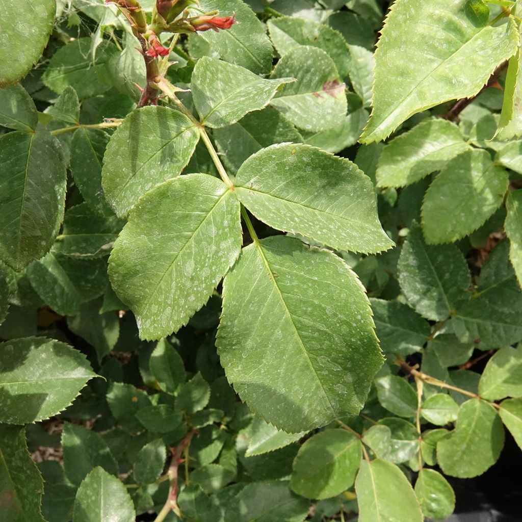 Rosier à grandes fleurs Velasquez
