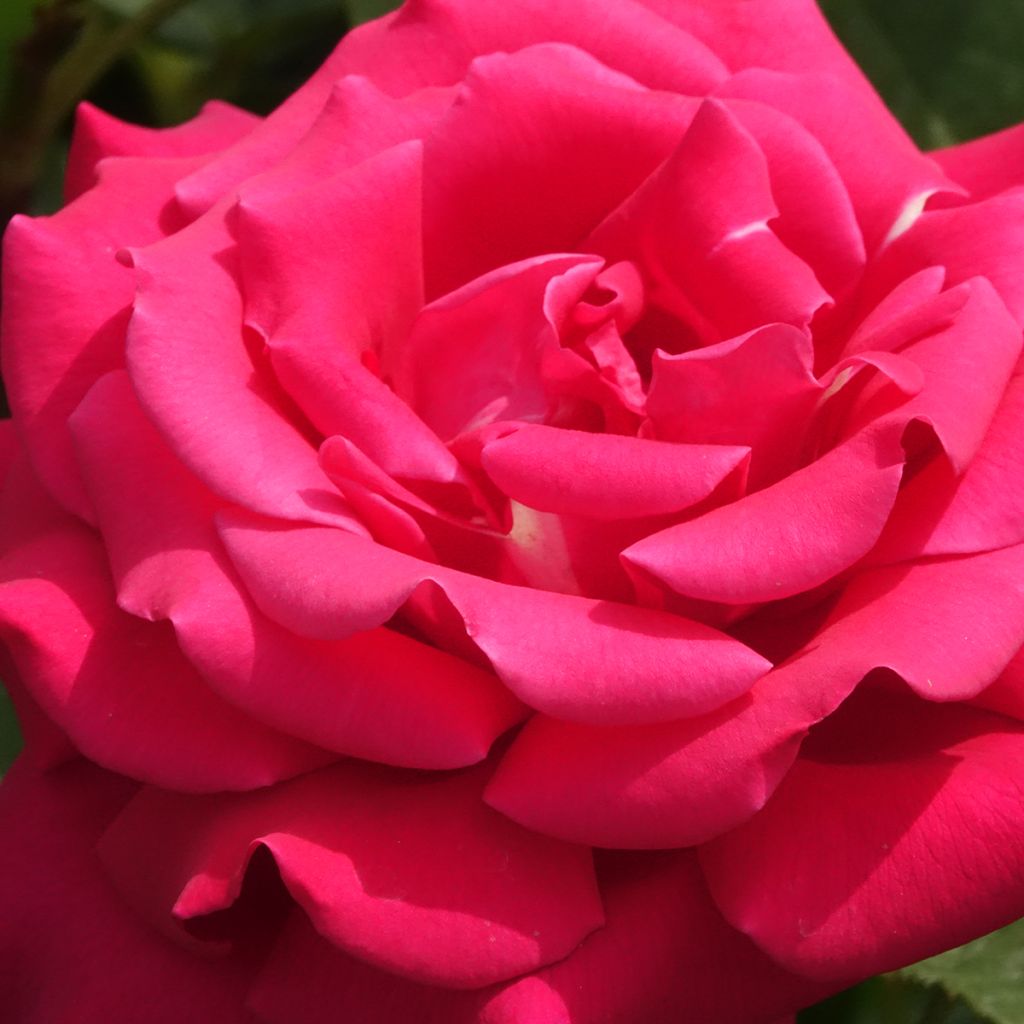 Rosier à grandes fleurs Velasquez
