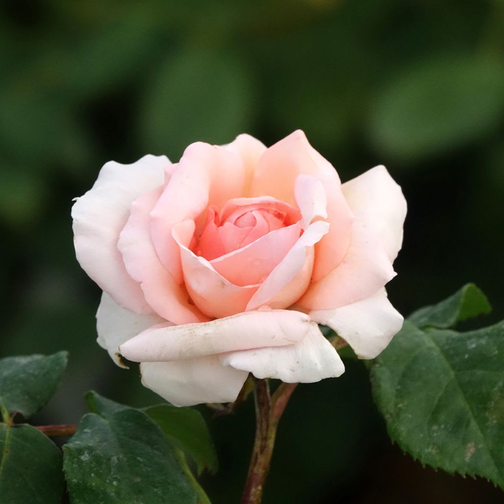 Rosier à grandes fleurs Ville de Fontenay-aux-Roses