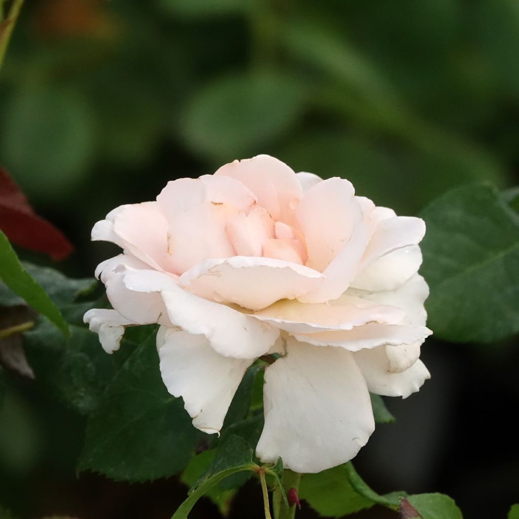 Rosier à grandes fleurs Ville de Fontenay-aux-Roses