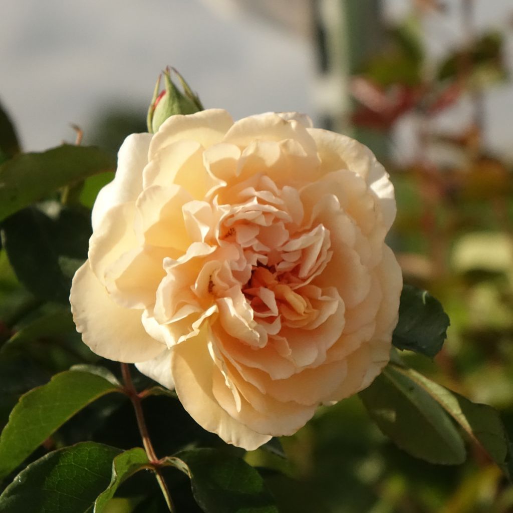 Rosier ancien Buff Beauty