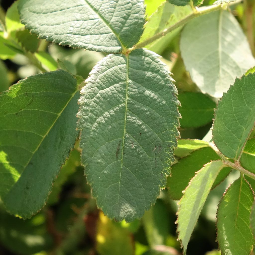 Rosier ancien Centifolia Muscosa