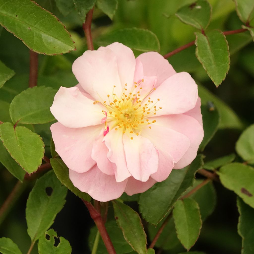 Rosier ancien Cornelia