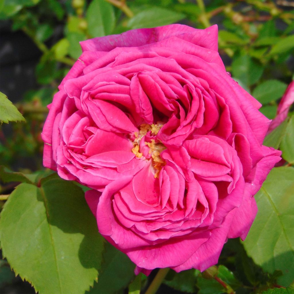 Rosier ancien Mme Isaac Pereire
