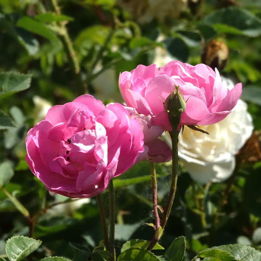 Rosier ancien Raubritter