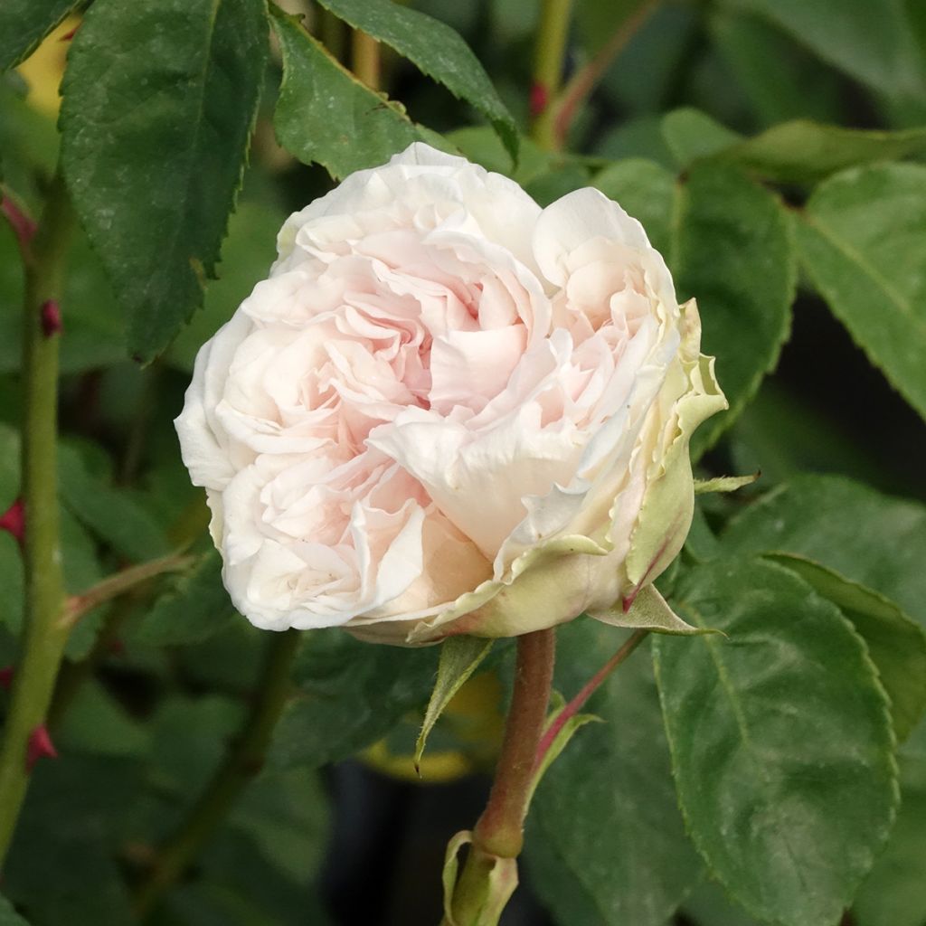 Rosier ancien Souvenir de la Malmaison