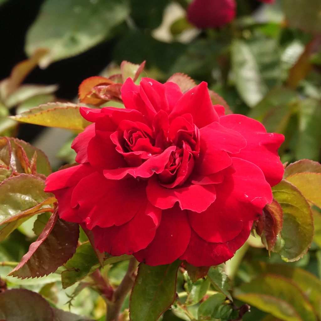 Rosier anglais English Legend Hamlet