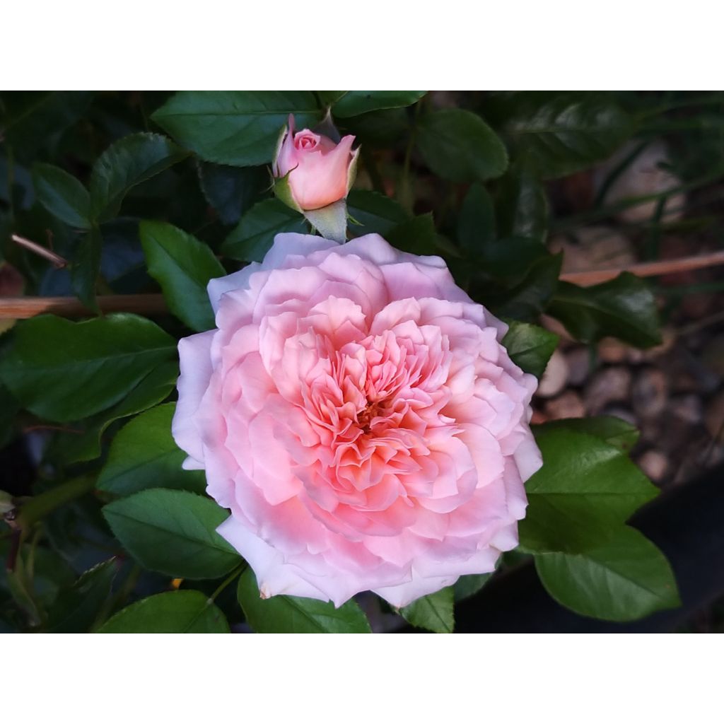 Rosier anglais English Legend Rose de Cornouaille