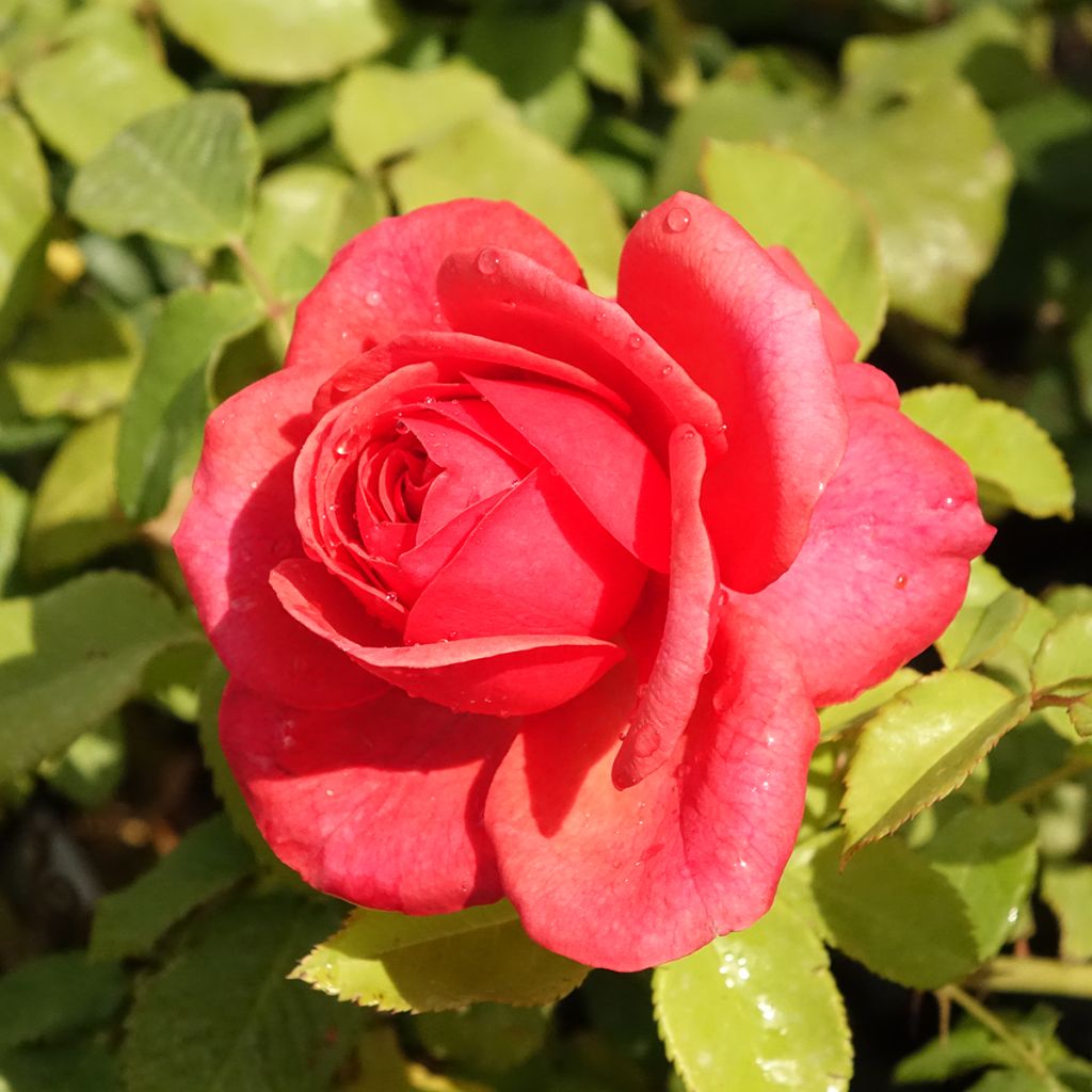 Rosier anglais English Legend Sir Lancelot
