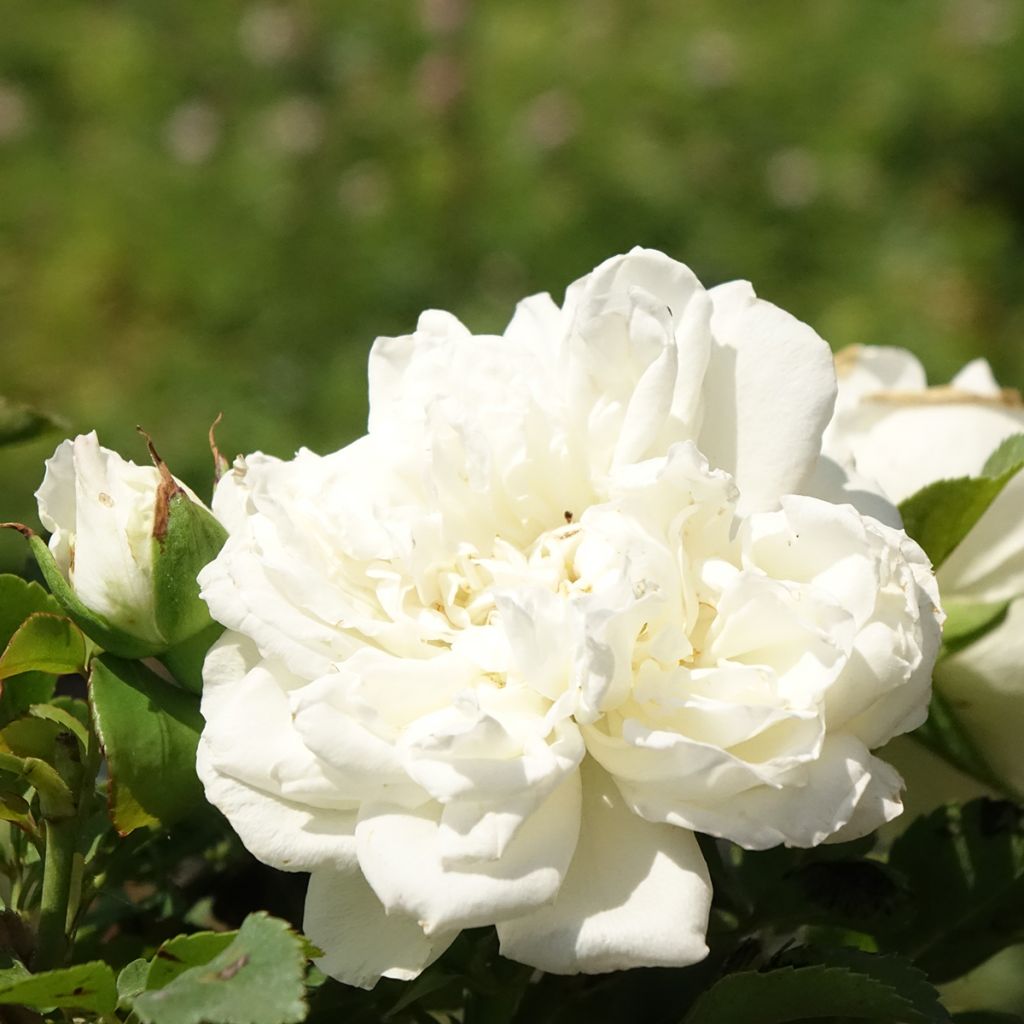 Rosier arbustif Blanc Meillandecor