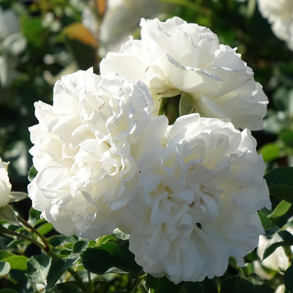 Rosier arbustif Blanc Meillandecor