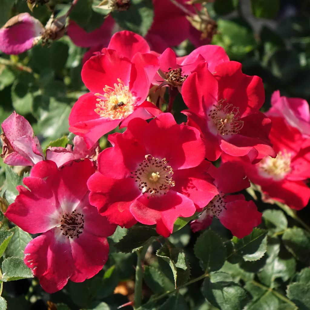 Rosier arbustif Candia Meillandecor