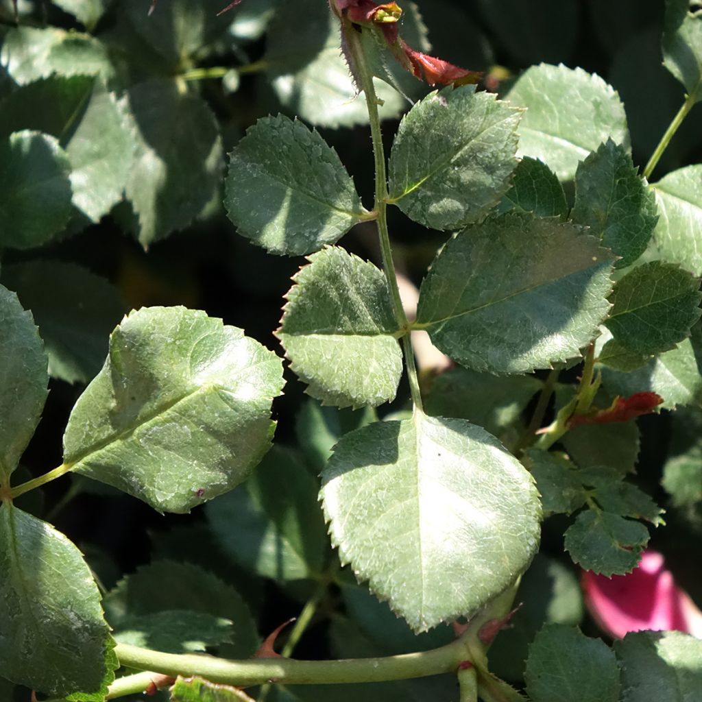 Rosier arbustif Candia Meillandecor
