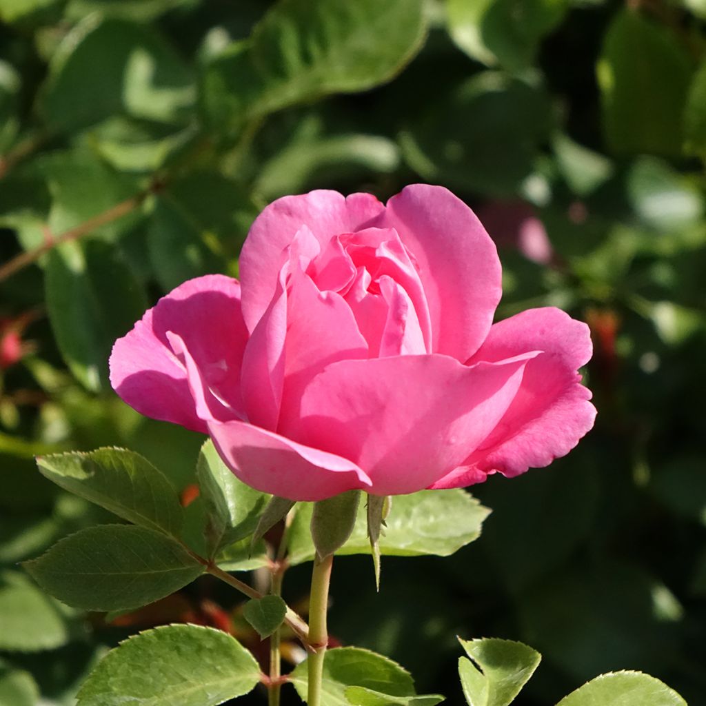 Rosier arbustif Deborah Meillandecor