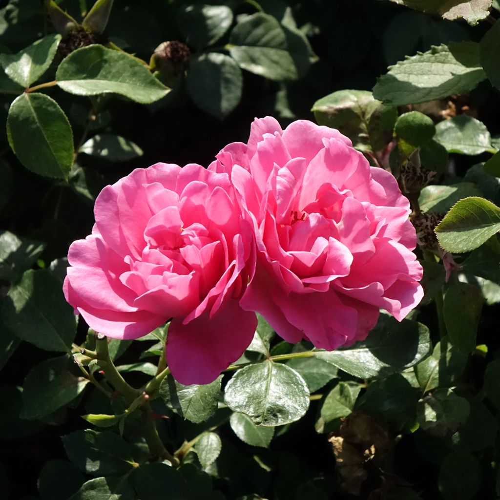 Rosier arbustif Deborah Meillandecor