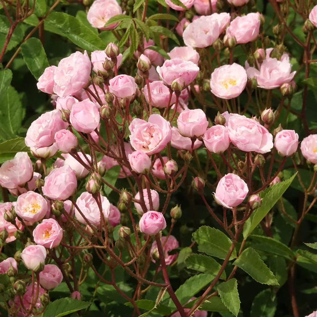 Rosier arbustif Heavenly Pink