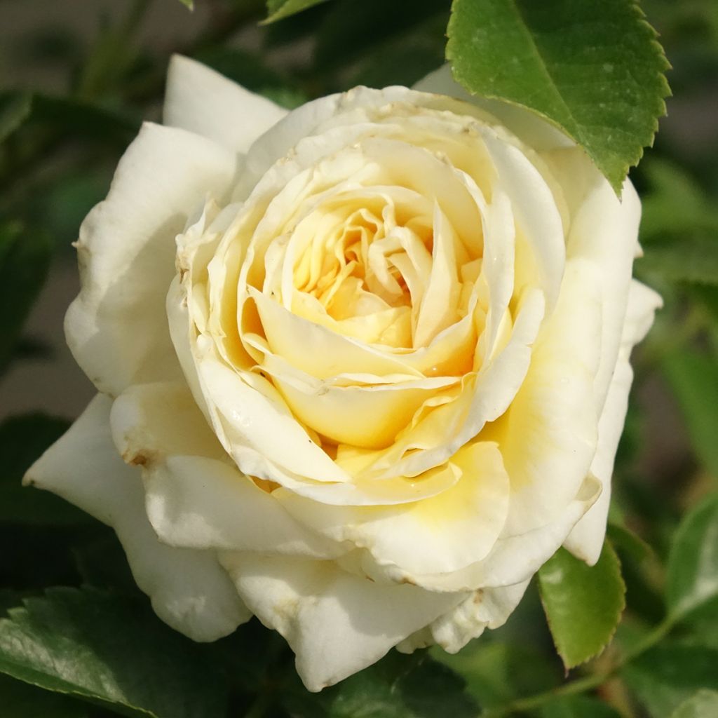 Rosier arbustif Nadia Meillandecor