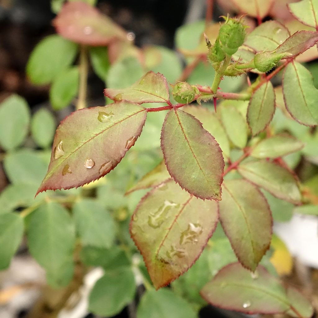 Rosier arbustif Pirouette