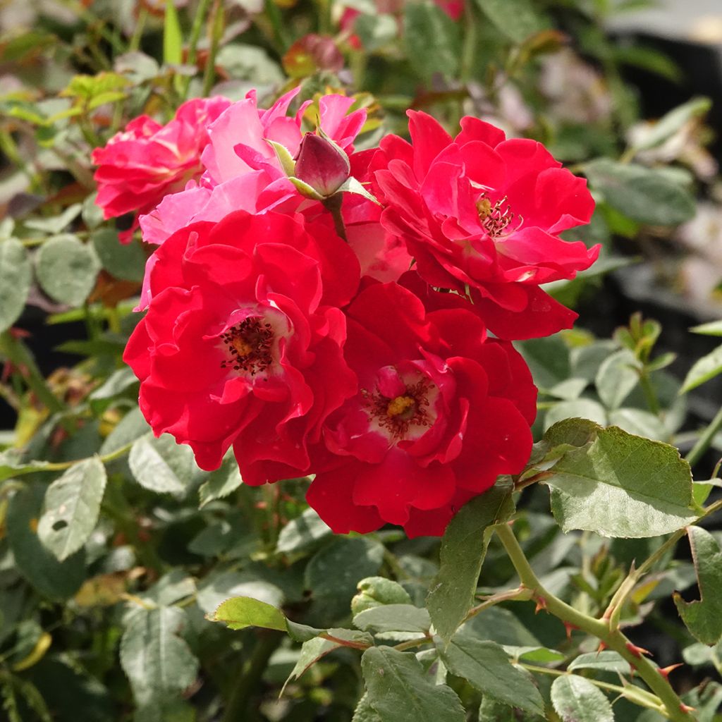 Rosier arbustif Pirouette