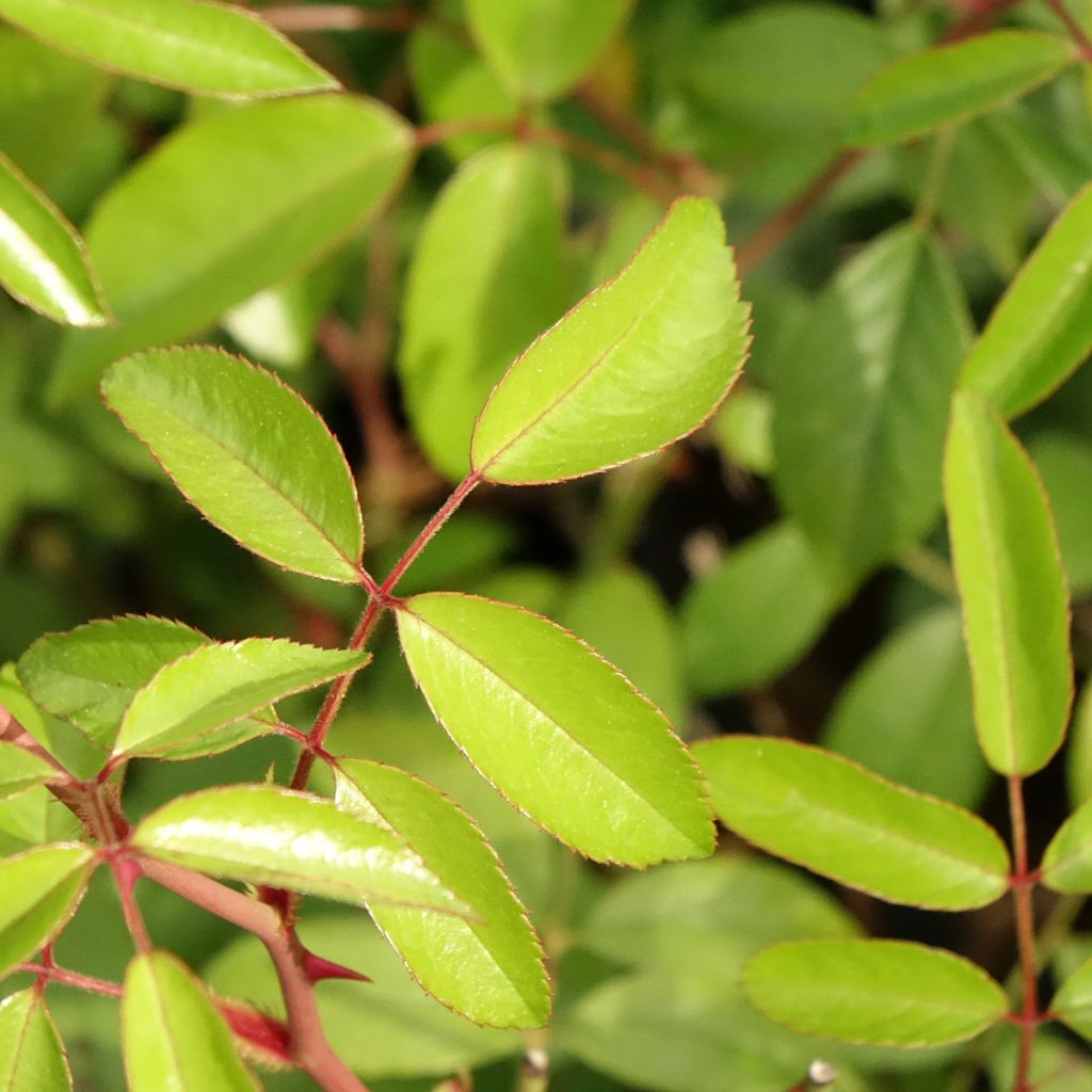 Rosier arbustif Plaisanterie