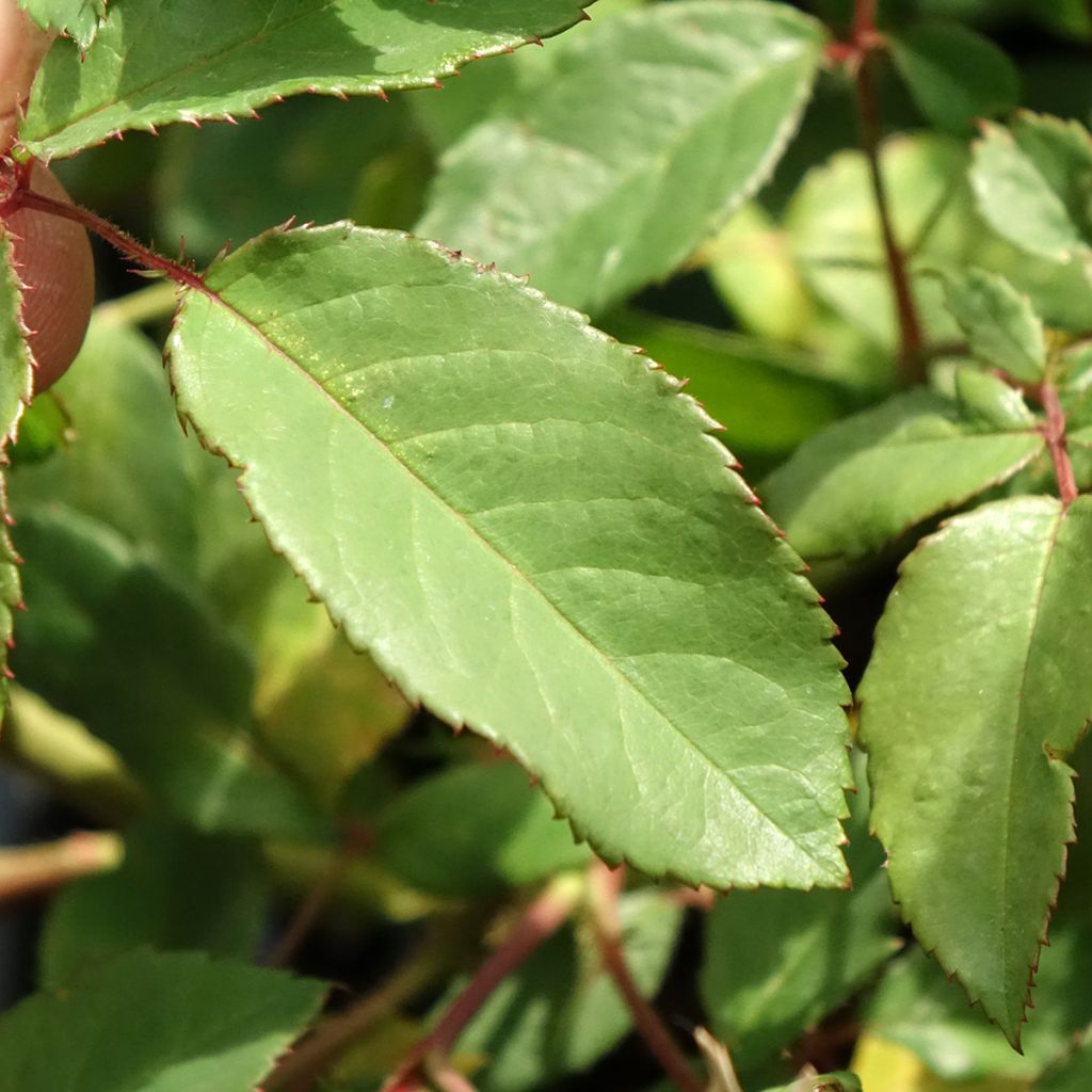Rosier arbustif Rosalita