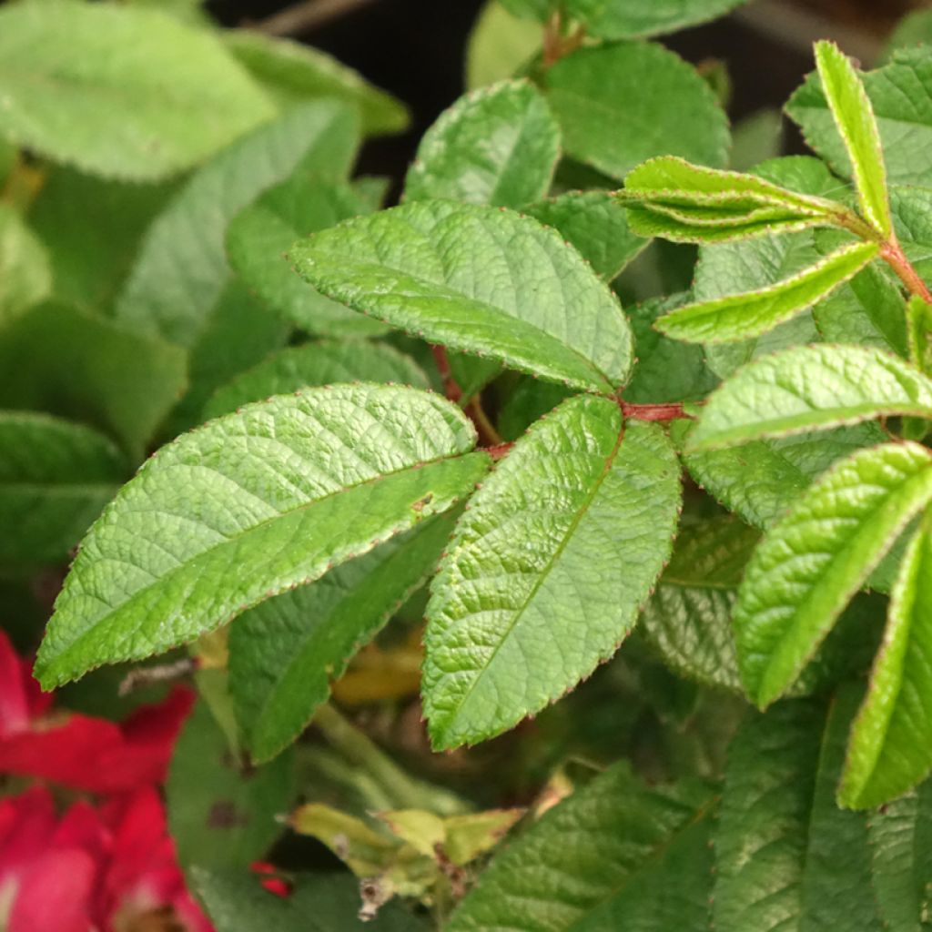 Rosier arbustif Rosy Boom Mini