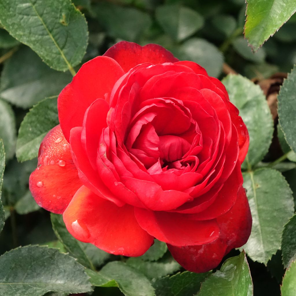 Rosier arbustif Scarlet Bonica