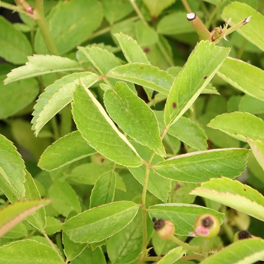 Rosier arbustif Schubert