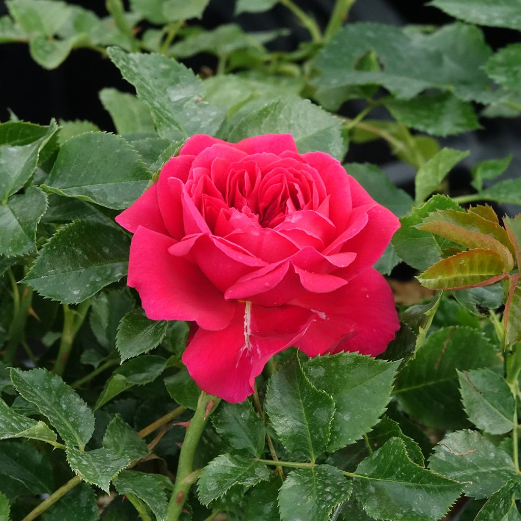 Rosier arbustif Soul