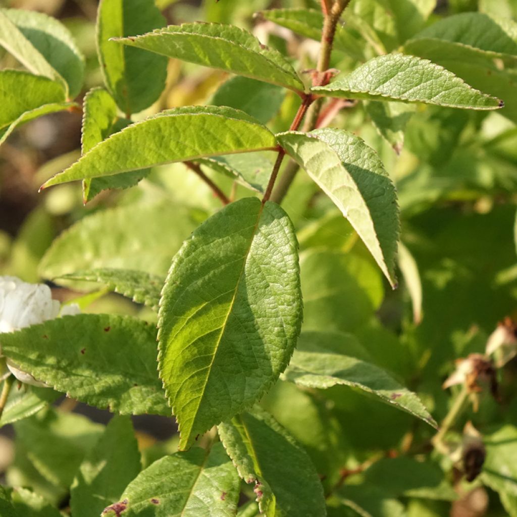 Rosier arbustif Waterloo