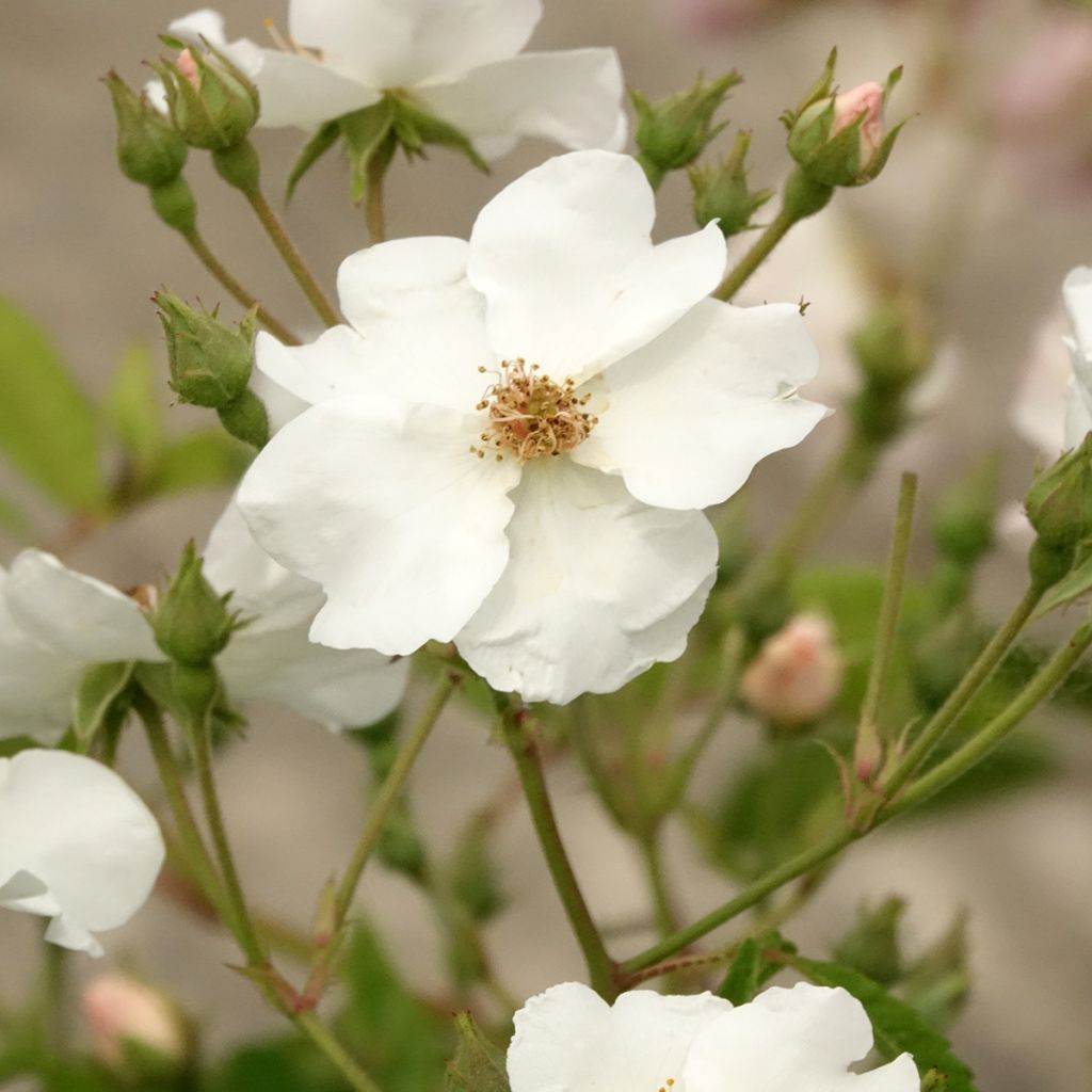 Rosier arbustif White Magic