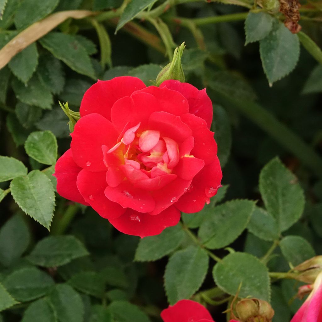 Rosier Bee's Paradise Light Red
