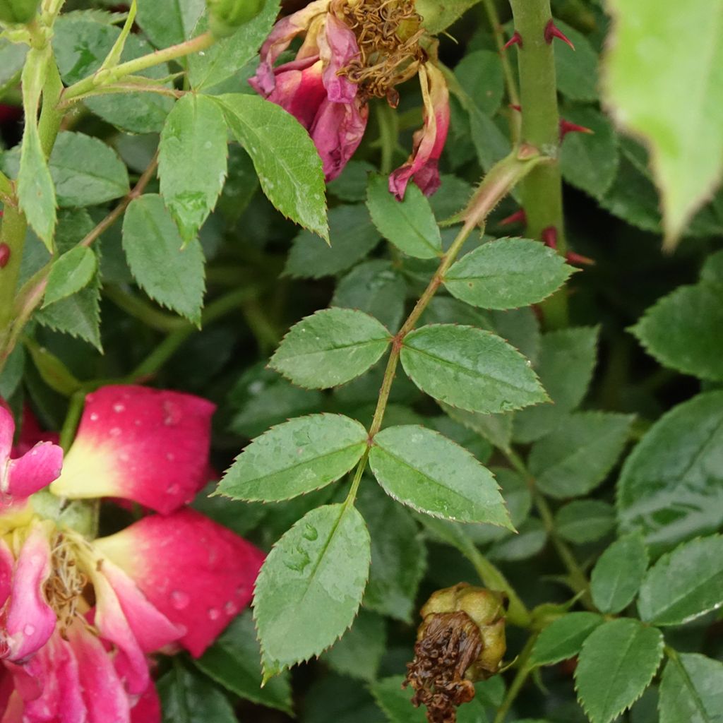 Rosier Bee's Paradise Light Red