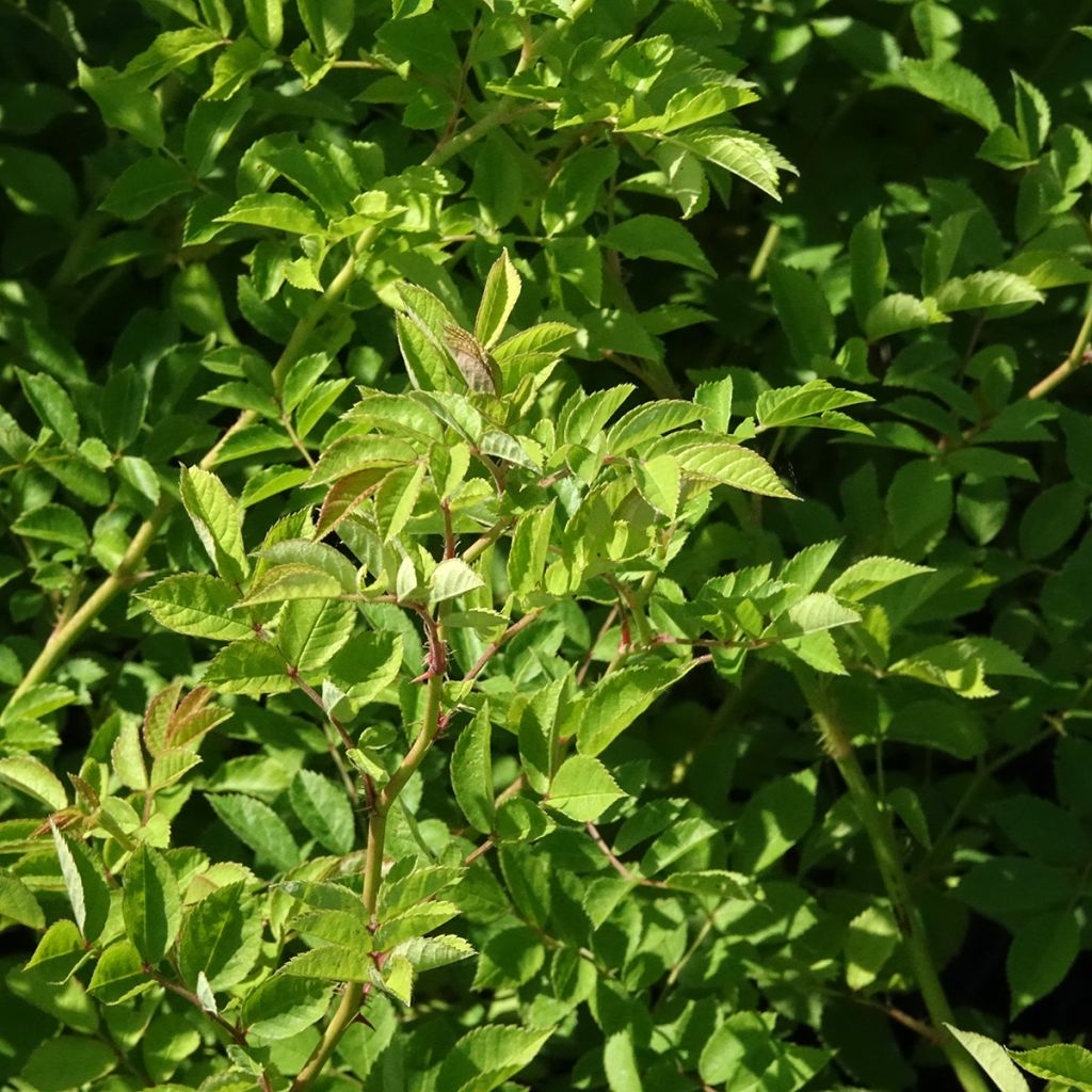 Rosier botanique grimpant - Rosa multiflora
