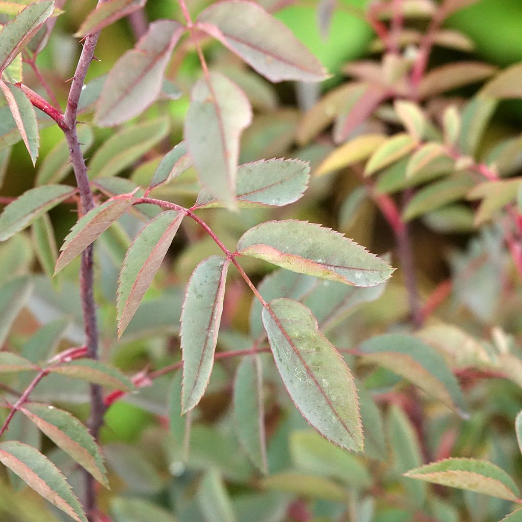 Rosier botanique - Rosa glauca ou rubrifolia