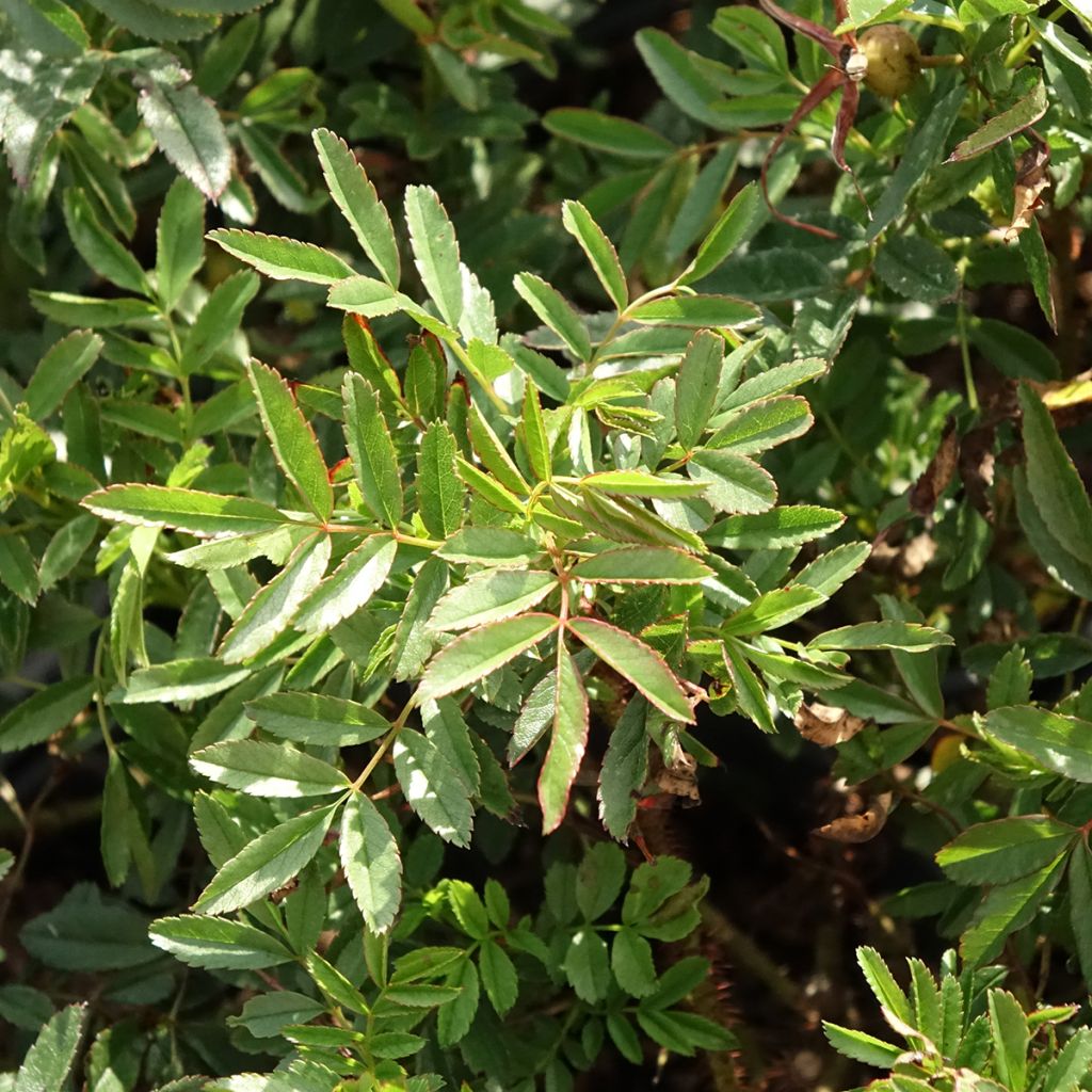 Rosier botanique - Rosa nitida