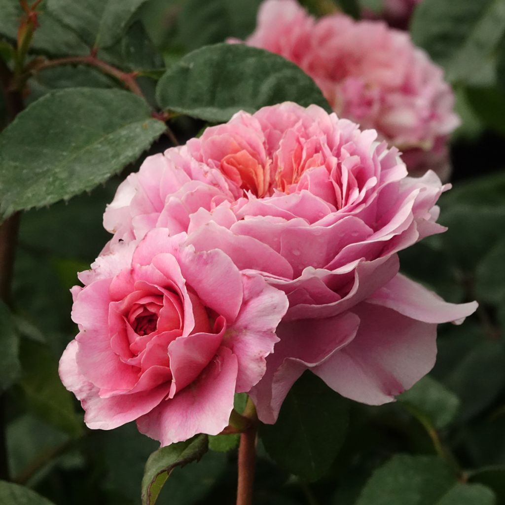 Rosier buisson Eisvogel