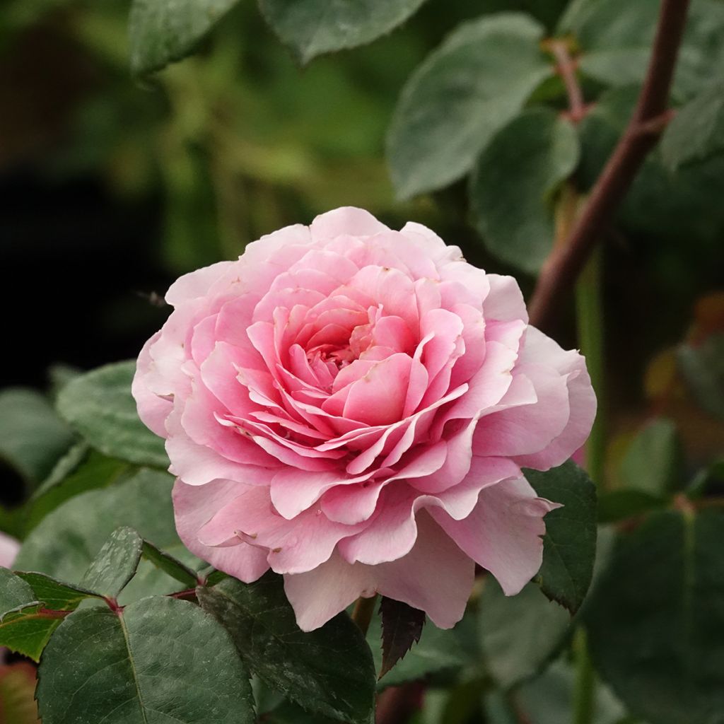 Rosier buisson Eisvogel