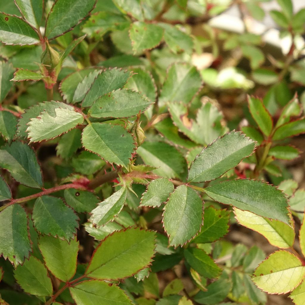 Rosier couvre-sol Amirose