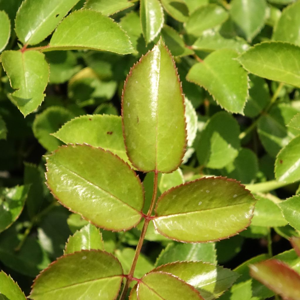 Rosier couvre-sol Aspirin Rose
