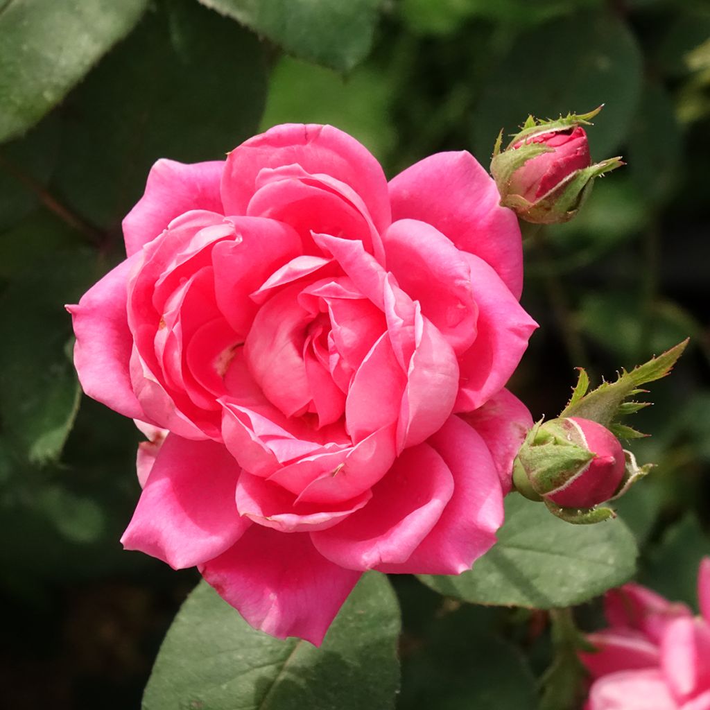 Rosier couvre-sol Pink Double Knock Out