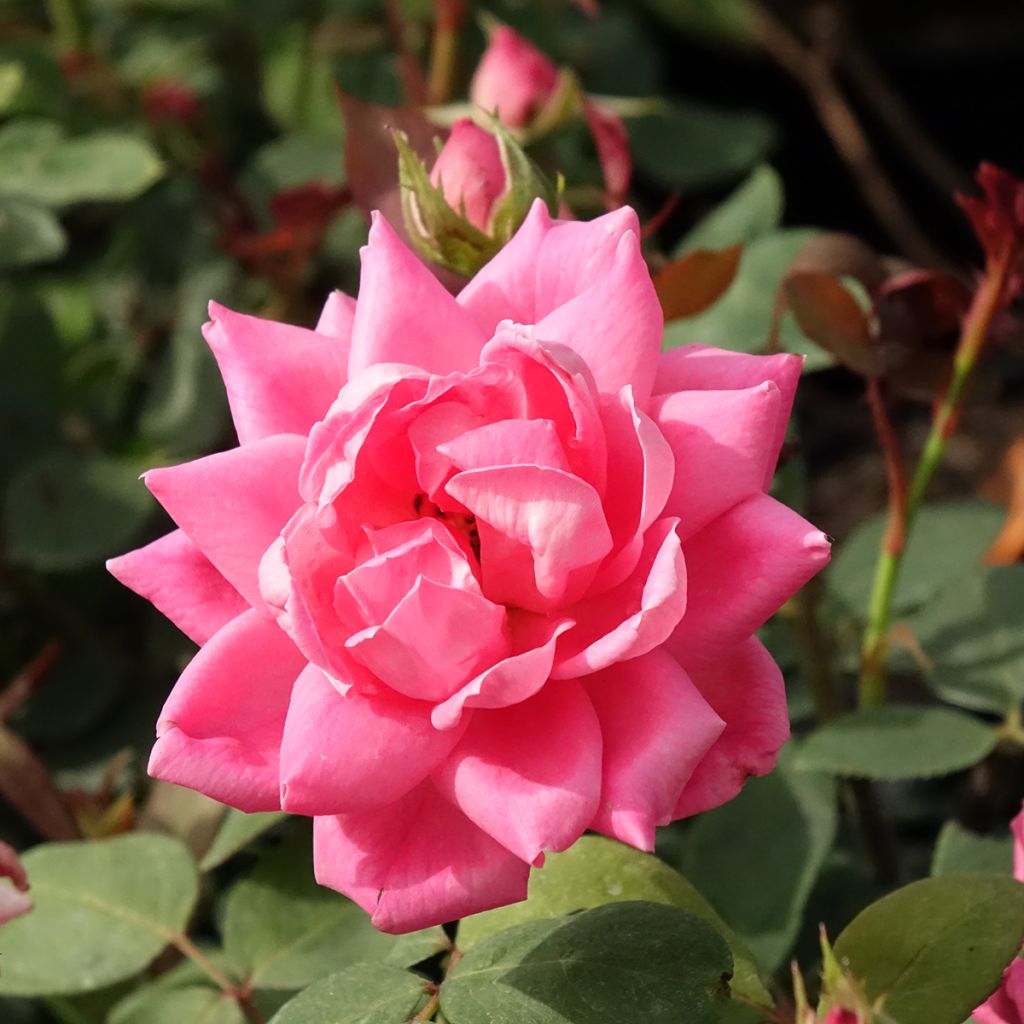 Rosier couvre-sol Pink Double Knock Out