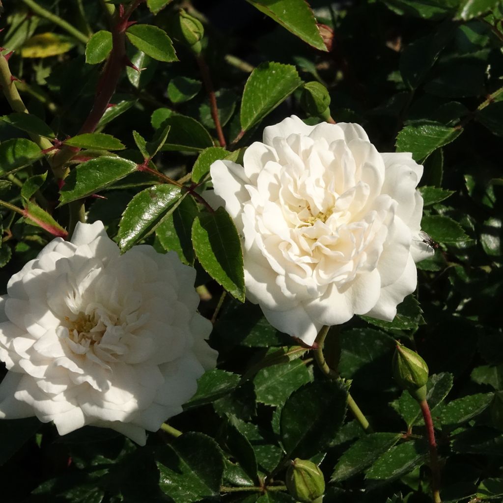 Rosier couvre-sol Sea Foam