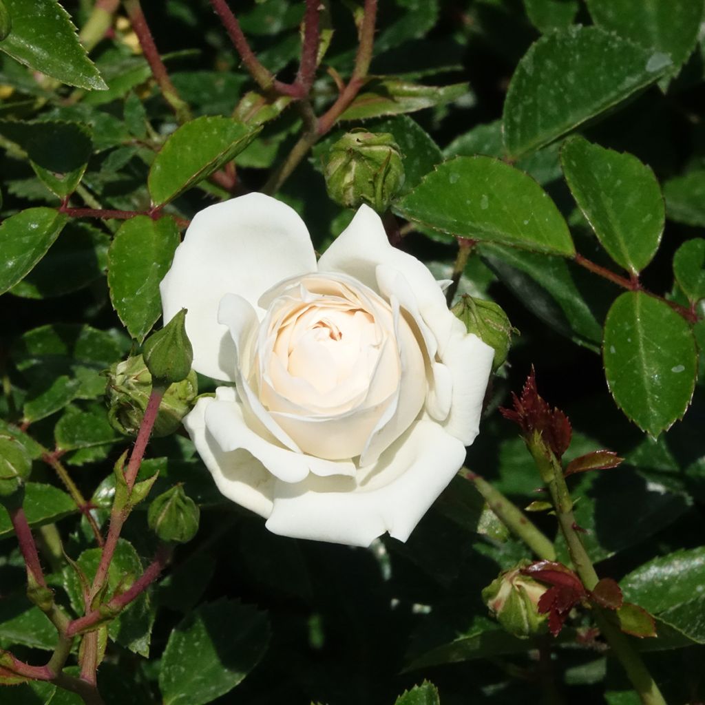 Rosier couvre-sol Sea Foam