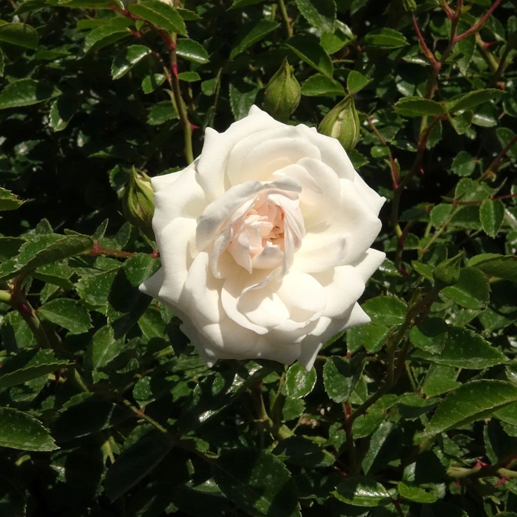 Rosier couvre-sol Sea Foam