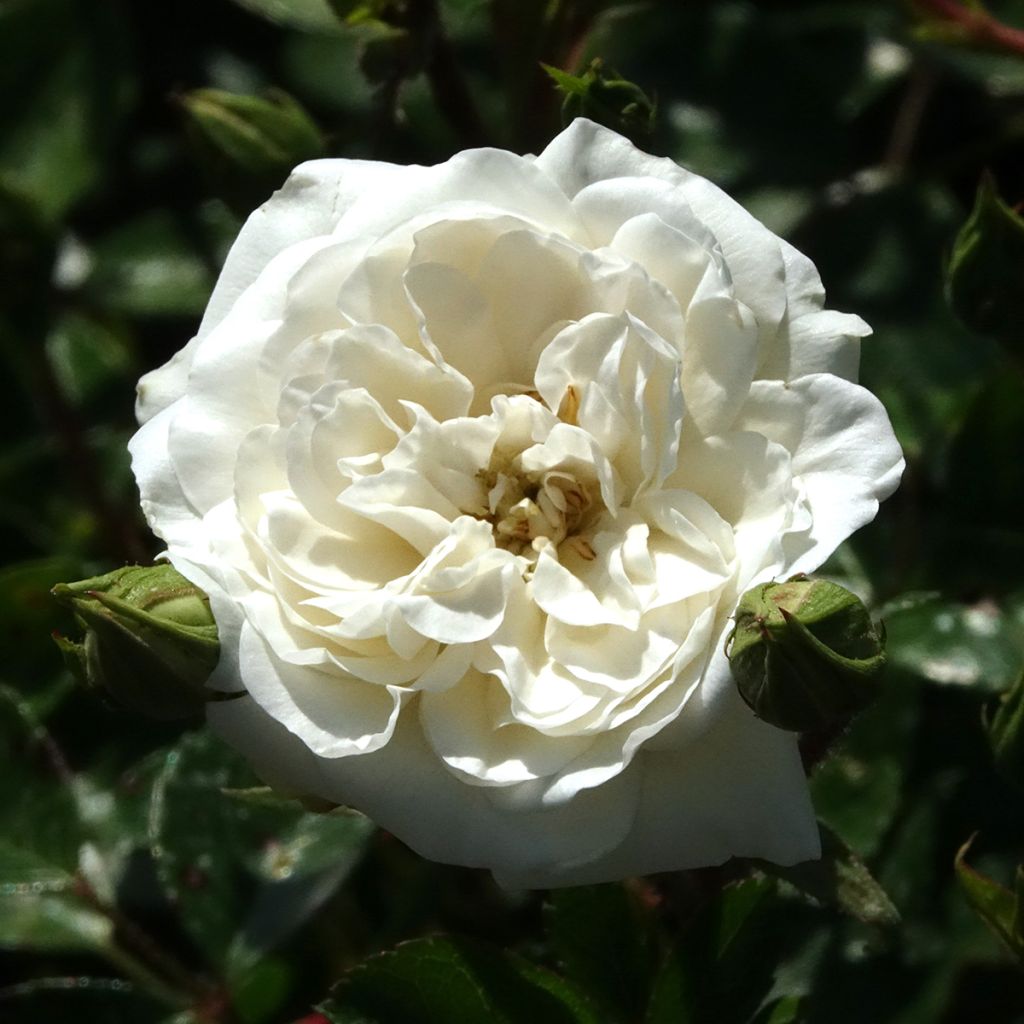 Rosier couvre-sol Sea Foam